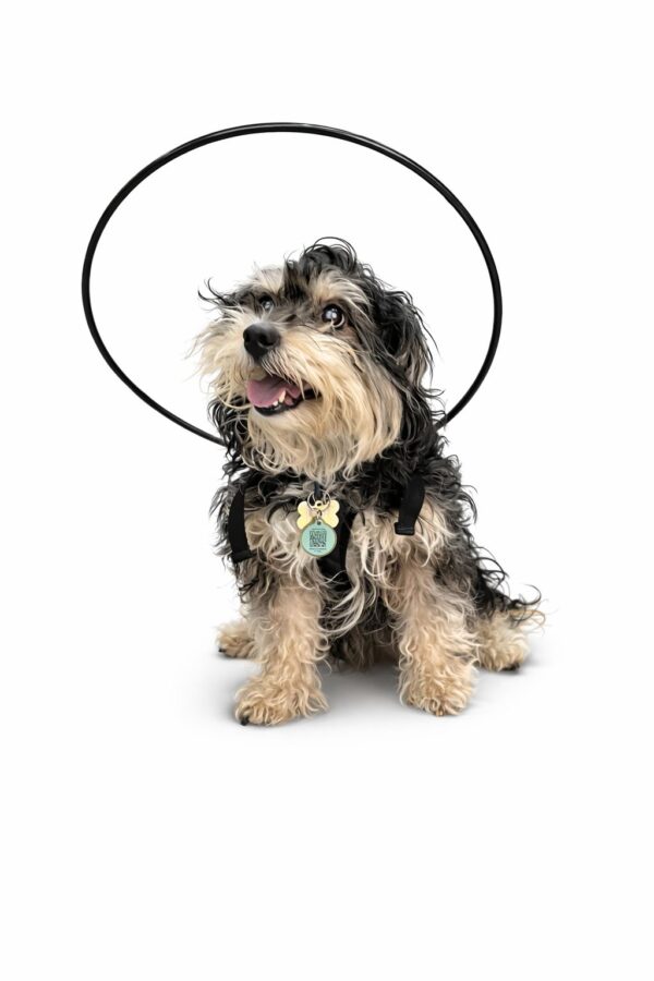 Aro para perro invidente