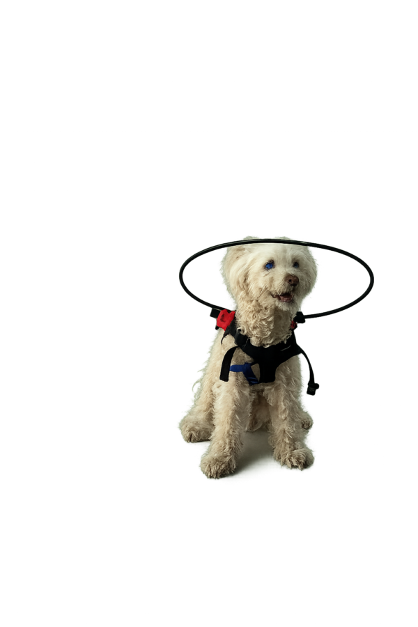 Arnés de perro ciego