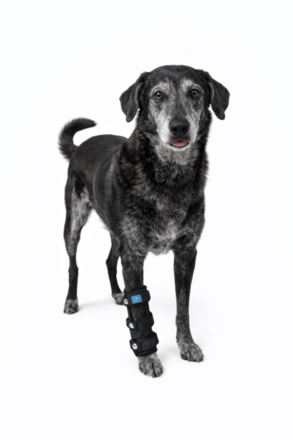 Férula rigida para perro
