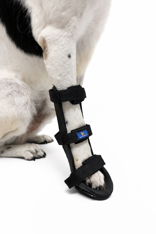 Férula rigida para perro