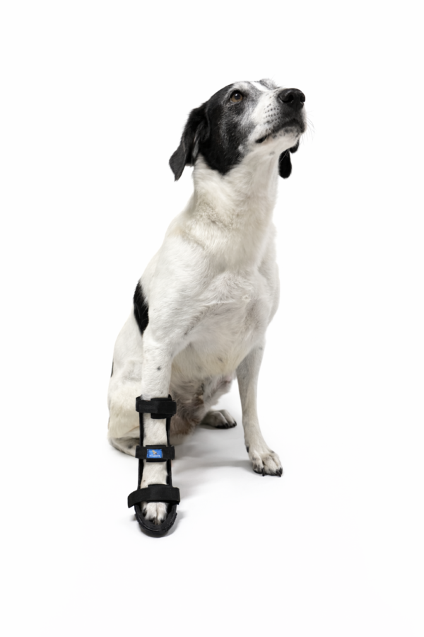 Férula rigida para perro
