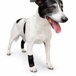 protector articular para perro