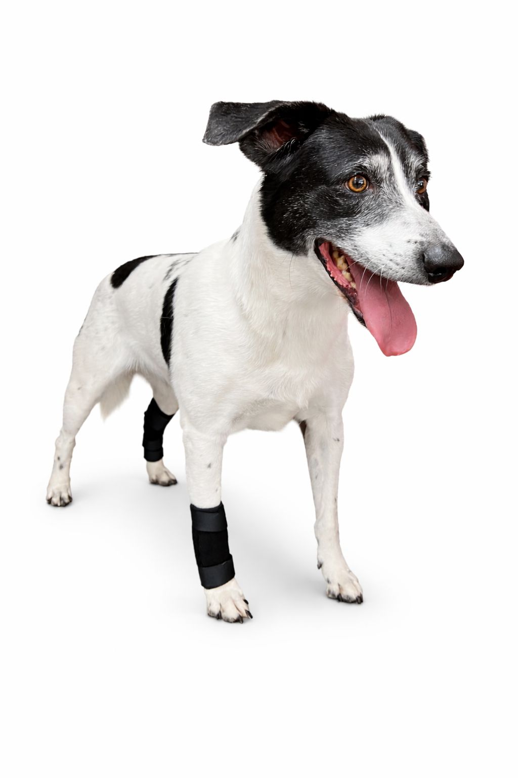 protector articular para perro