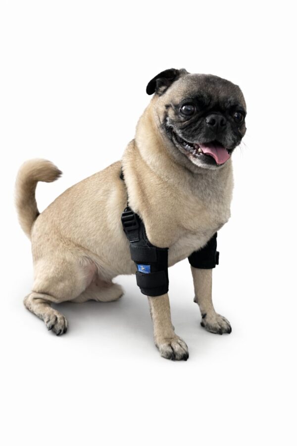 Protector de codo para perro