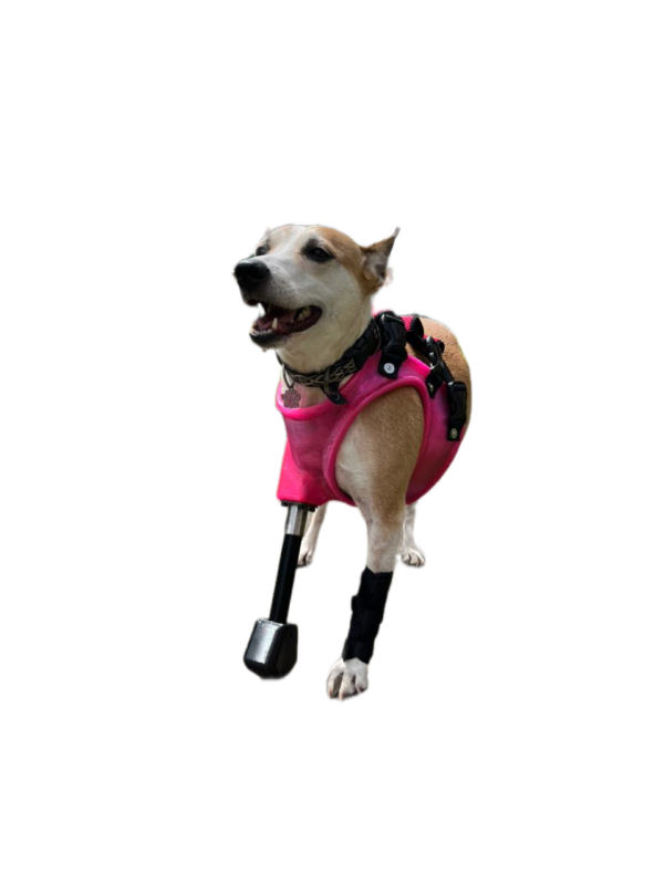 Prótesis de miembro completo de perro