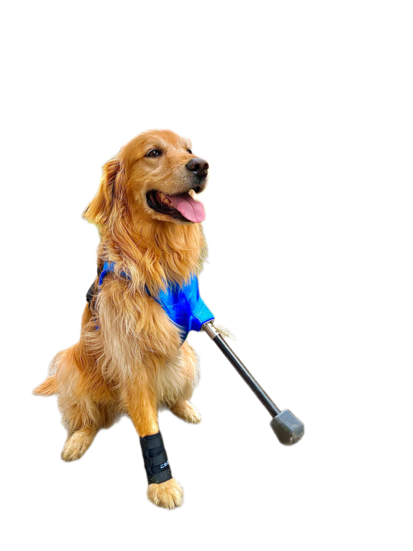 Prótesis para amputación completa de perro