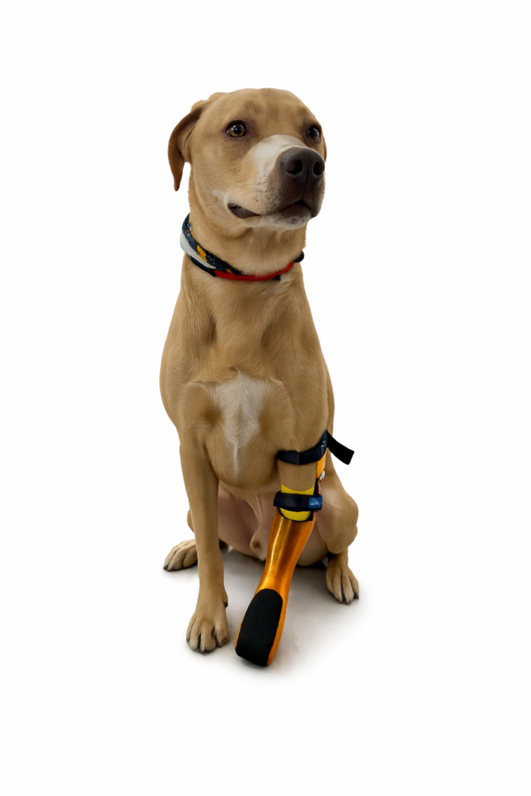 Prótesis para perro