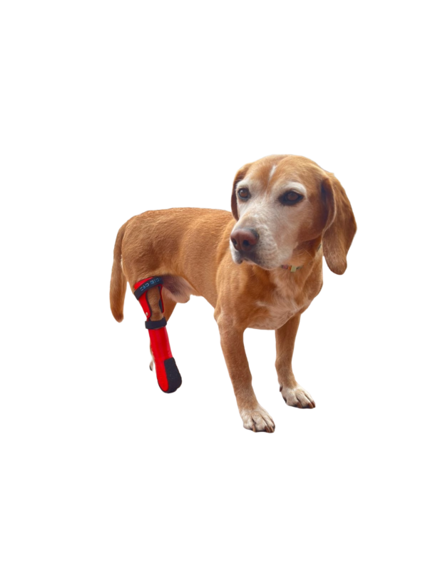 Prótesis parcial de extremidad trasera para perro
