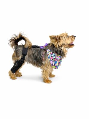 Protector de rodilla