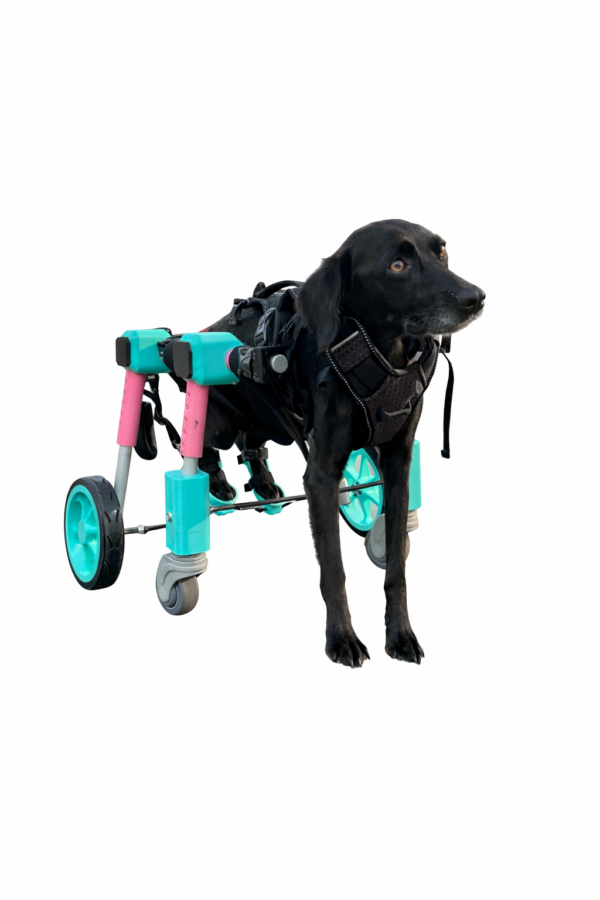 caminador para perro