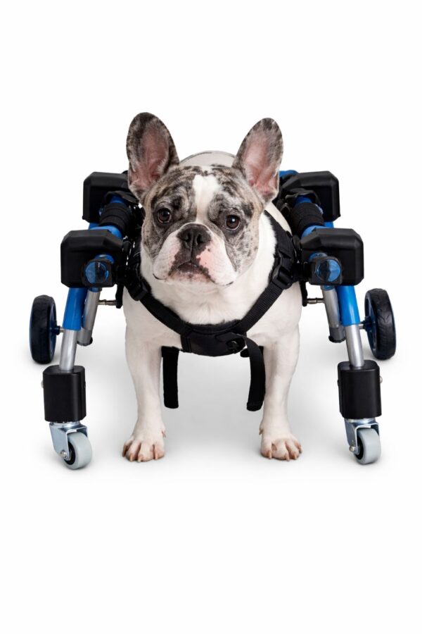 silla de 4 ruedas para perro