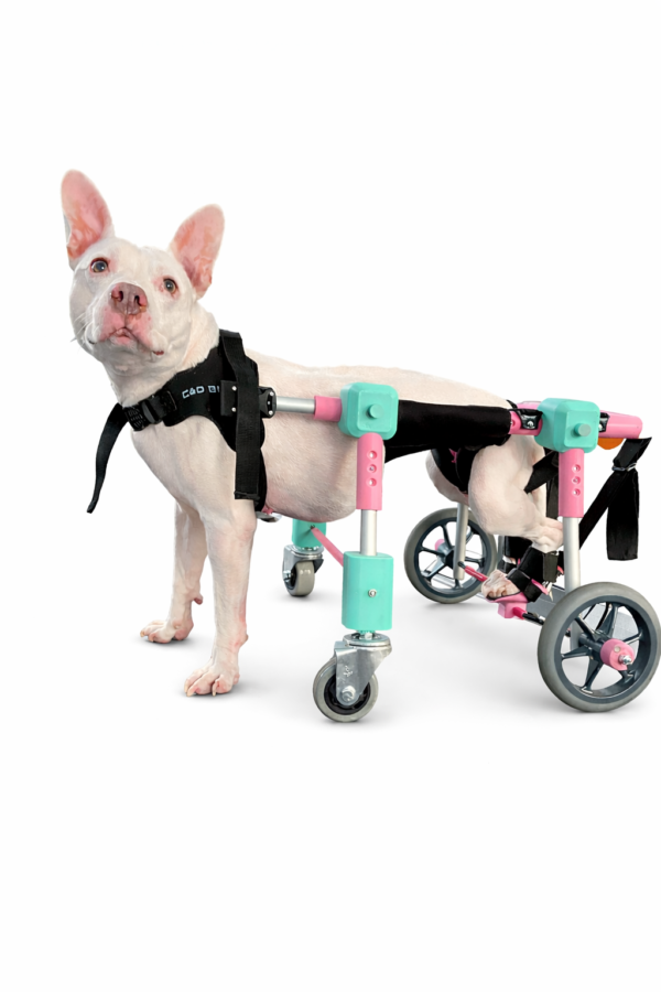 Silla de cuatro ruedas para perro