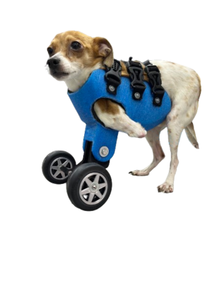 Silla de ruedas miembro anterior