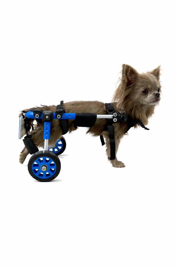 Silla de ruedas para perro