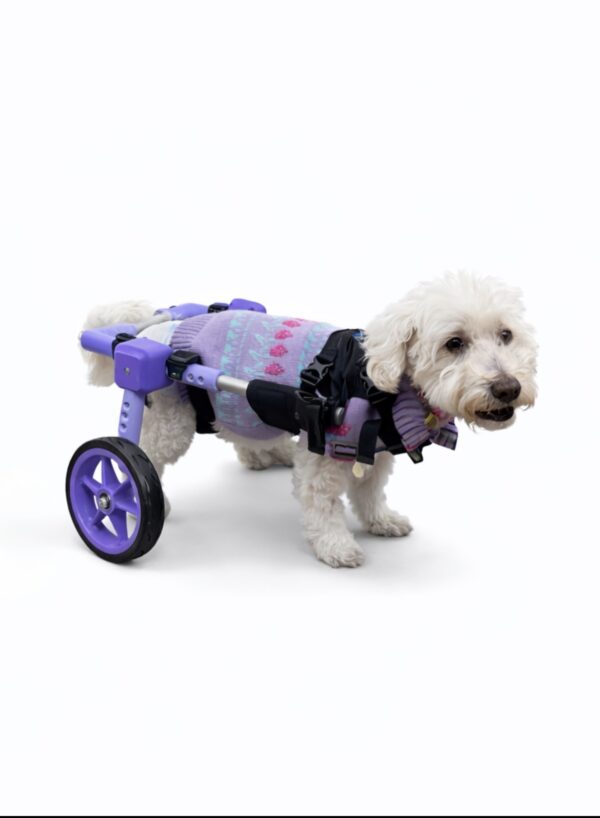 silla de ruedas para perro