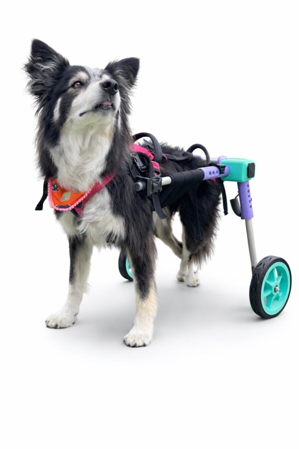 Silla de ruedas para perro