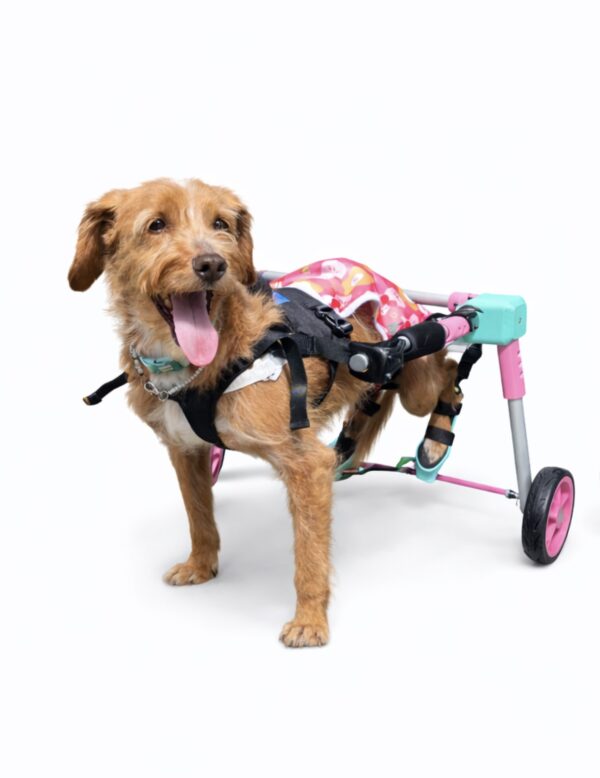 silla de ruedas para perro
